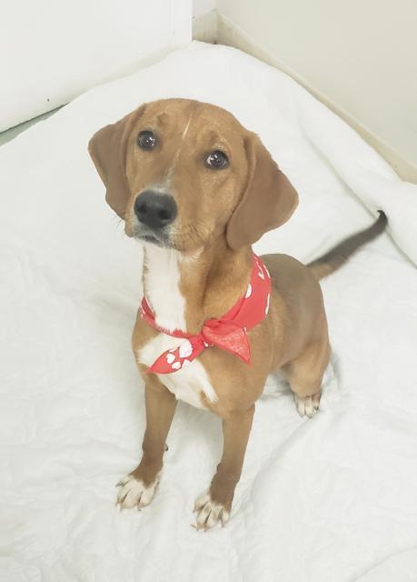 Sidney Albany Humane