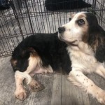 Adoptable (Official) Georgia Dogs for January 23, 2020