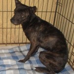 Adoptable (Official) Georgia Dogs for January 2, 2020