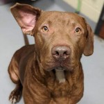 Adoptable (Official) Georgia Dogs for January 9, 2020
