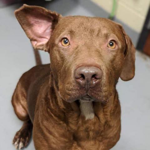Theo PAWS Humane