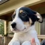 Adoptable (Official) Georgia Dogs for January 16, 2020