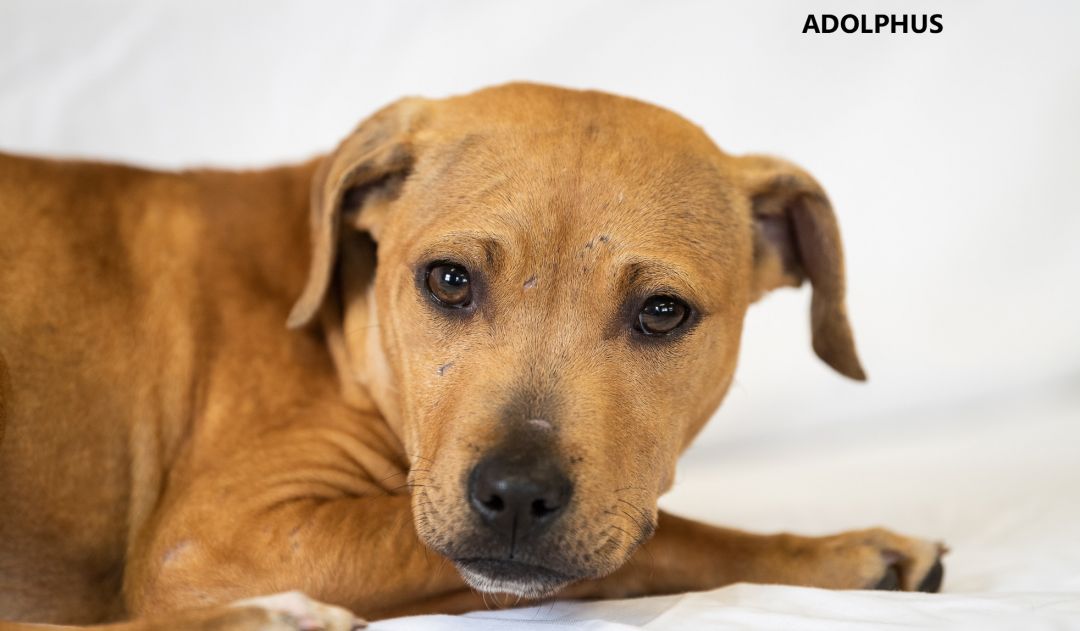 Adolphus Washington Wilkes Humane