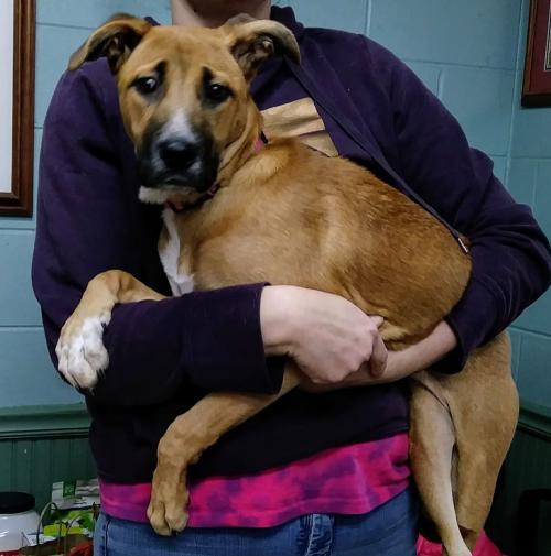 Alicia Habersham County Animal Shelter