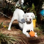 Adoptable (Official) Georgia Dogs for February 26, 2020