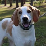 Adoptable (Official) Georgia Dogs for February 24, 2020