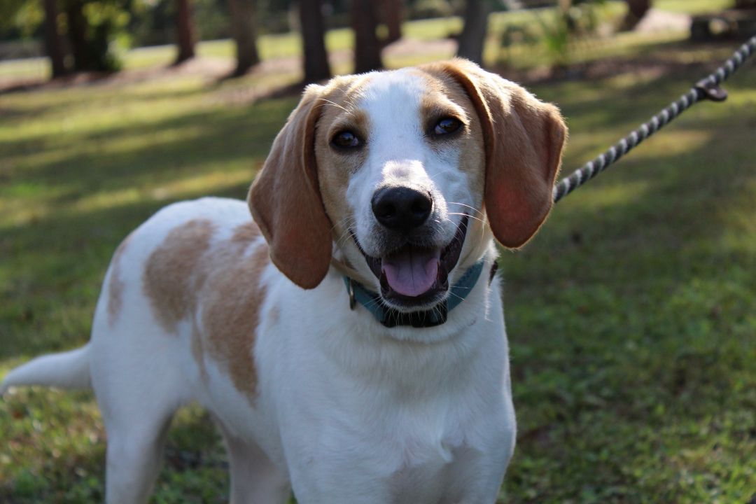Butters Humane Society South Coastal Georgia