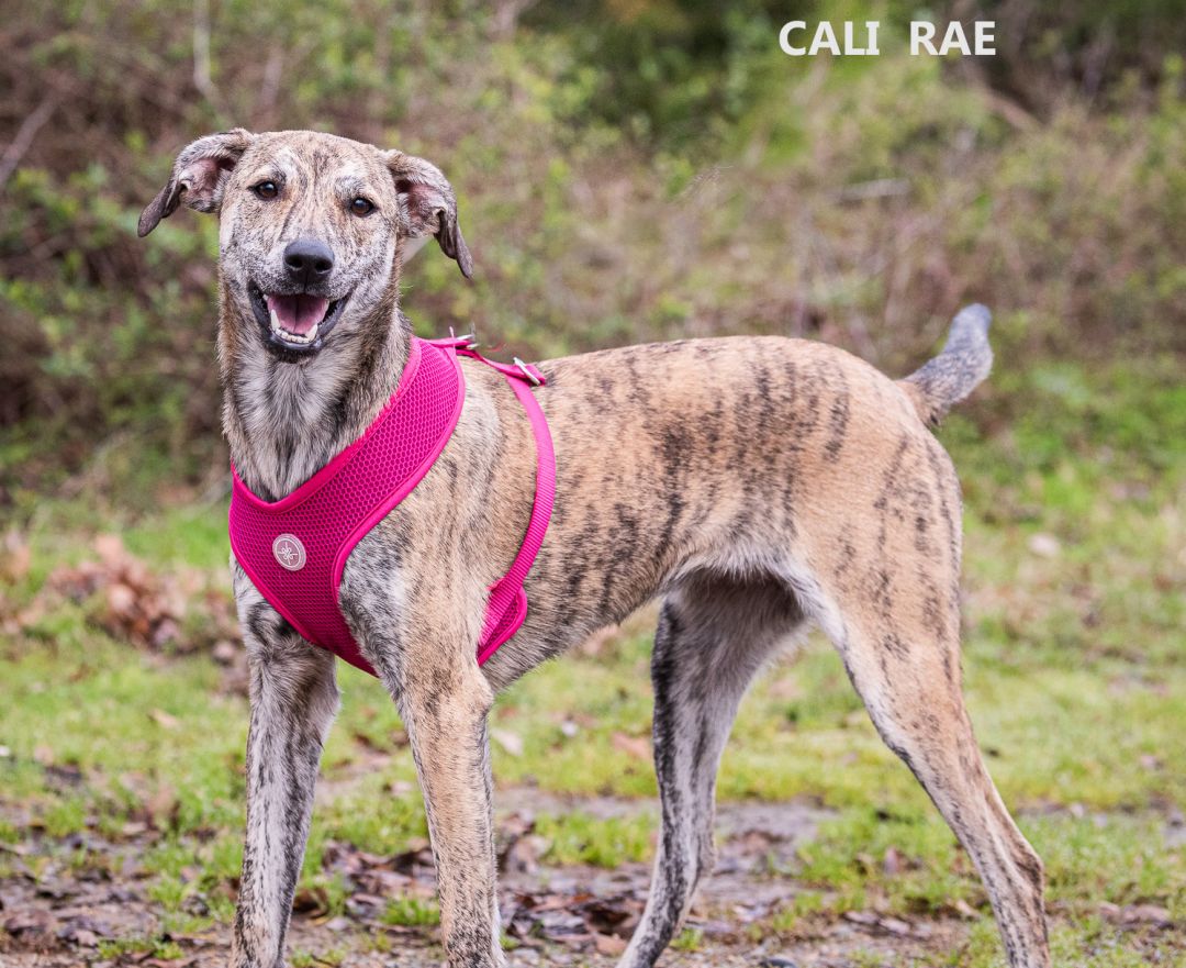 Cali Rae Washington Wilkes Humane