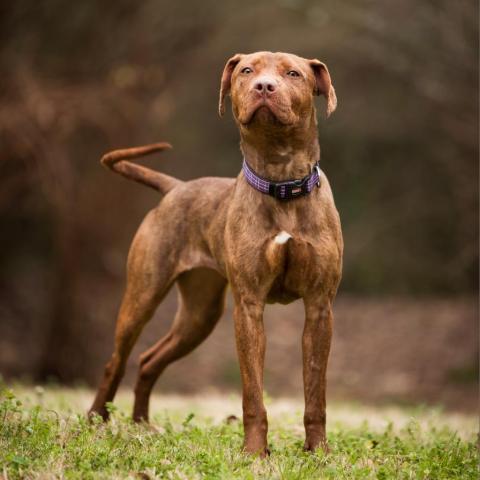 Carolina PAWS Humane