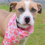 Adoptable (Official) Georgia Dogs for February 21, 2020