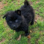 Adoptable (Official) Georgia Dogs for February 6, 2020