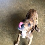 Adoptable (Official) Georgia Dogs for February 7, 2020