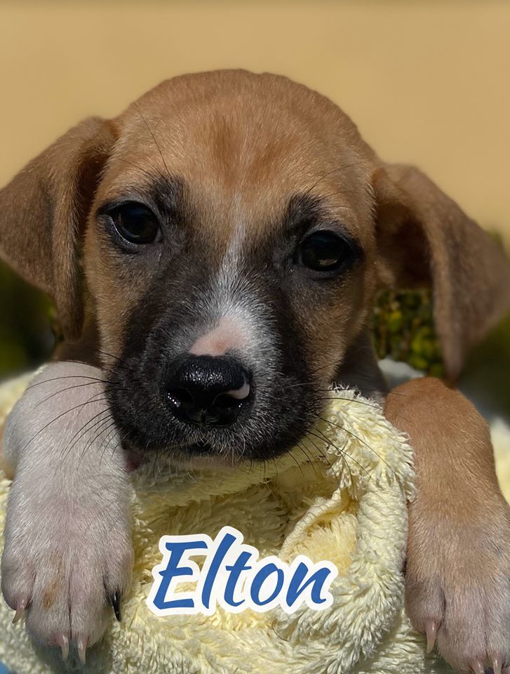 Elton Etowah Valley Humane Society