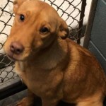Adoptable (Official) Georgia Dogs for February 25, 2020