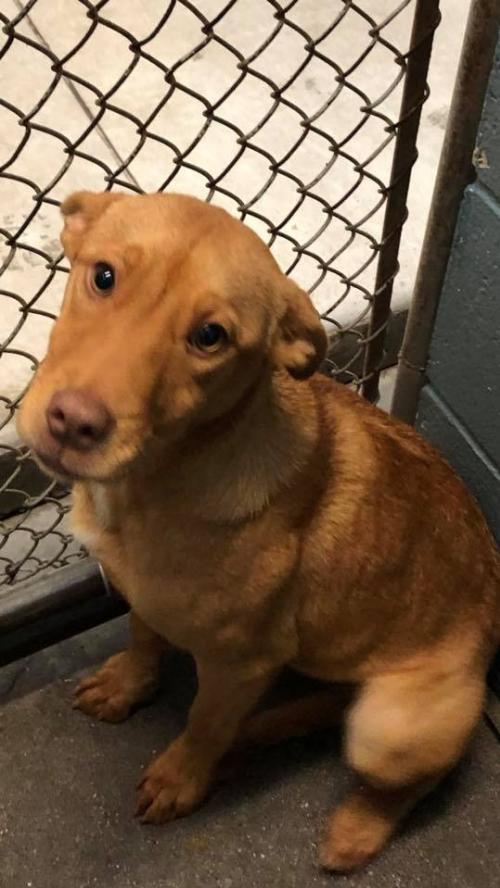 Emmeline Habersham County Animal Shelter