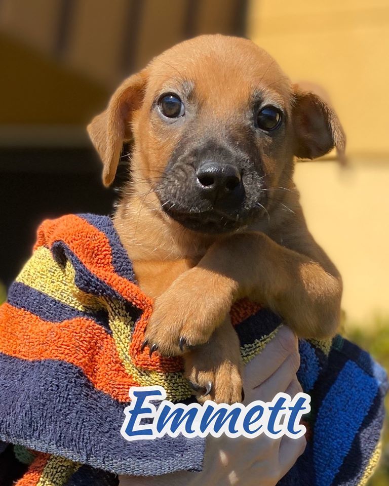 Emmett Etowah Valley Humane Society