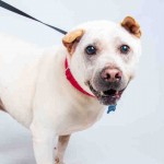 Adoptable (Official) Georgia Dogs for February 15, 2020