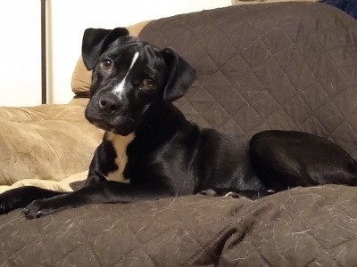 Harrison Athens Canine Rescue