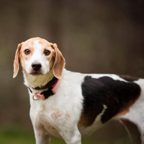 Holly PAWS Humane