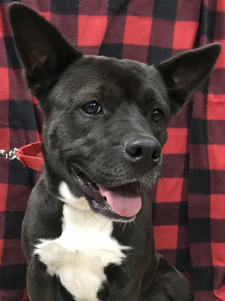 Hope Hart County Humane