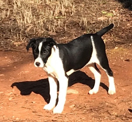 Liberty Belle Dirt Road Doggies