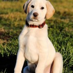 Adoptable (Official) Georgia Dogs for February 11, 2020