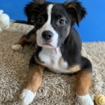 Adoptable (Official) Georgia Dogs for February 27, 2020