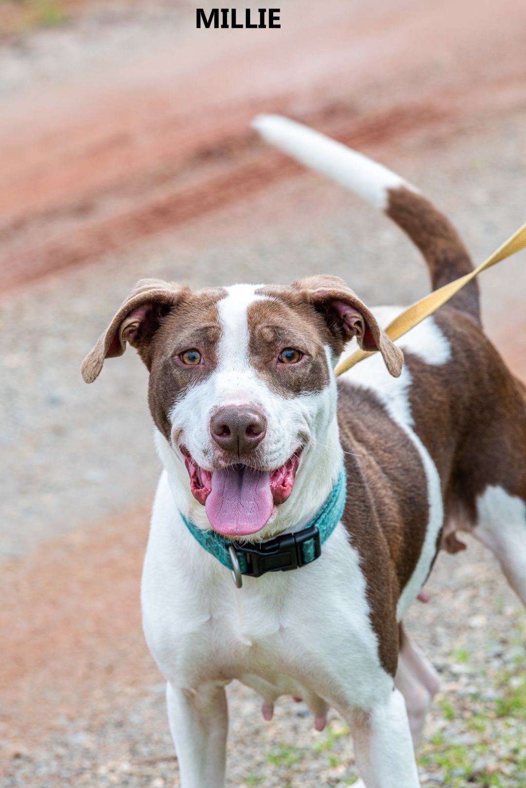 Millie Washington Wilkes Humane