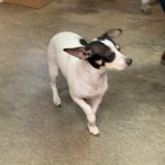 Adoptable (Official) Georgia Dogs for February 5, 2020