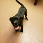 Adoptable (Official) Georgia Dogs for February 10, 2020
