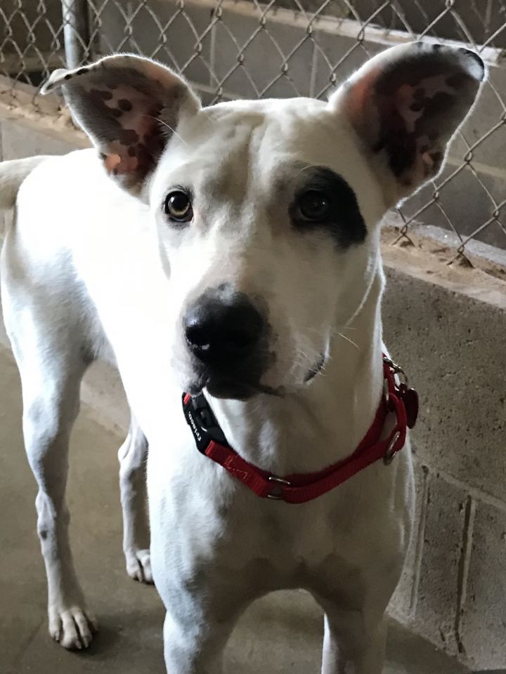 Patches Hart County Humane