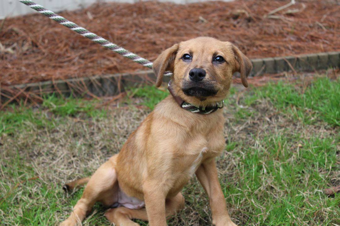Piper Humane Society South Coastal GA