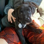 Adoptable (Official) Georgia Dogs for February 20, 2020
