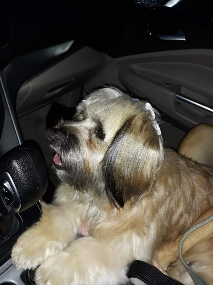 Queso Dirt Road Doggies
