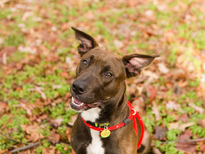 Regina Athens Canine Rescue