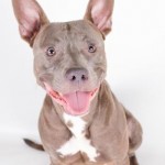 Adoptable (Official) Georgia Dogs for February 17, 2020