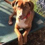 Adoptable (Official) Georgia Dogs for February 3, 2020