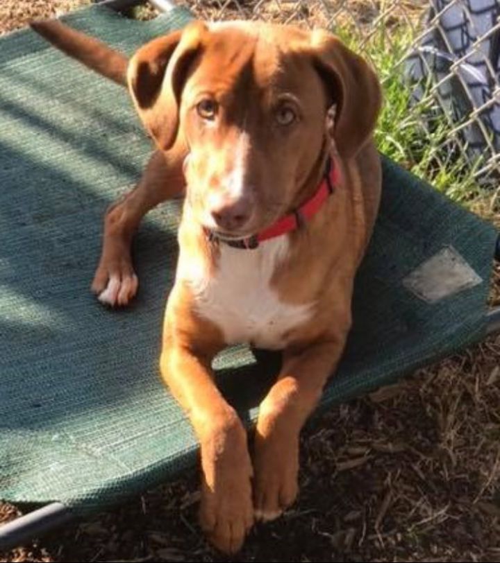 Sweet Pea Hart County Humane