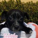 Adoptable (Official) Georgia Dogs for February 19, 2020