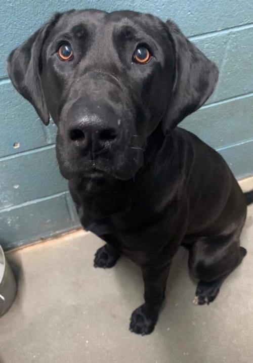 Wizzo Habersham County Animal Shelter