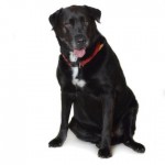 Adoptable (Official) Georgia Dogs for March 26, 2020