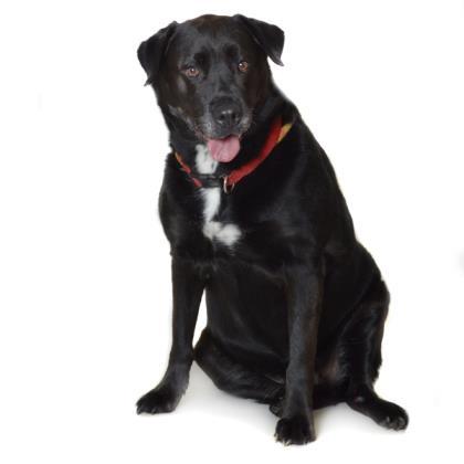 Abbie Humane Society Northeast GA