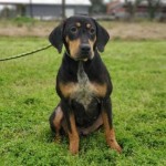 Adoptable (Official) Georgia Dogs for March 11, 2020