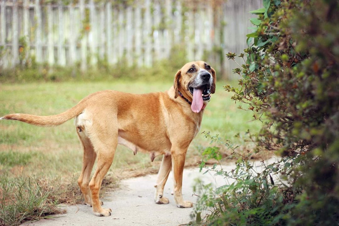 Betty BARC Humane