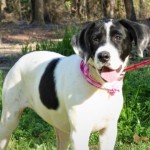 Adoptable (Official) Georgia Dogs for March 10, 2020