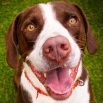 Adoptable (Official) Georgia Dogs for March 3, 2020