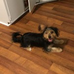 Adoptable (Official) Georgia Dogs for March 6, 2020