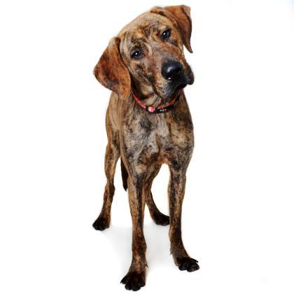 DJ Humane Society Northeast GA