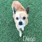 Adoptable (Official) Georgia Dogs for March 20, 2020