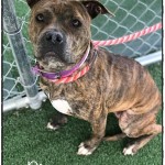 Adoptable (Official) Georgia Dogs for March 2, 2020